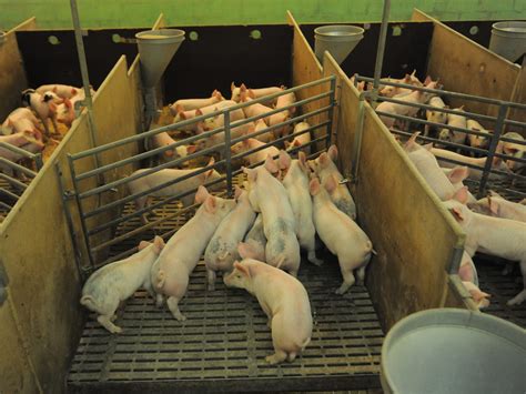 how many pigs are stored in wearhouses in factory farms